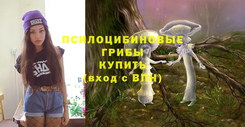 Псилоцибиновые грибы Cubensis  shop состав  Воткинск  кракен как зайти 